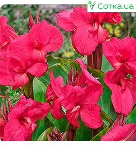 Кана (Canna)  	Empire