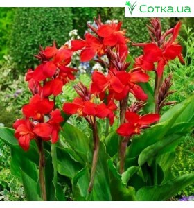 Кана (Canna)  	Giant Red