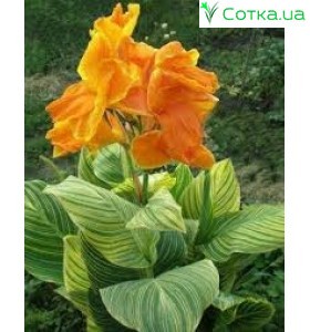 Кана (Canna) Pretoria