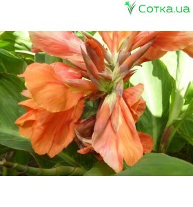 Кана (Canna) Coral
