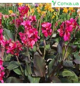 Кана (Canna) Saladin
