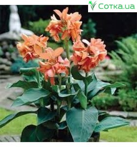 Кана (Canna) Tropical Sunrise