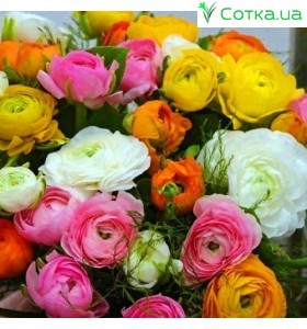 Лютик (Ranunculus) Aviv mixed