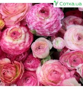 Лютик (Ranunculus) Picotee Pink