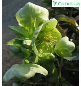 Морозник (Helleborus) argutifolius (corsicus)