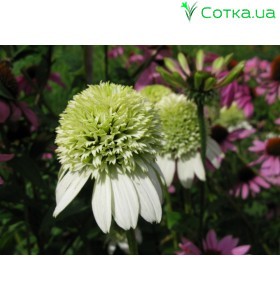 Эхинацея (Echinacea) Alaska®