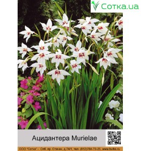 Ацидантера Murielae