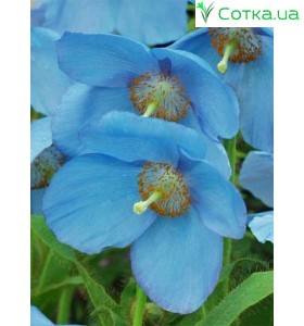 Меконопсіс (Meconopsis) betonicifolia