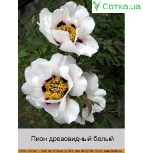 Пион деревовидный White