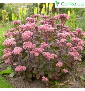 Седум (Sedum)	Matrona