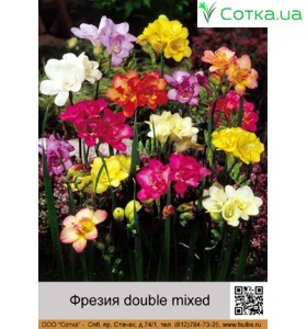 Фрезия double mixed