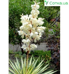 Юкка (Yucca) Color Guard