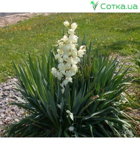 Юкка (Yucca)	filamentosa