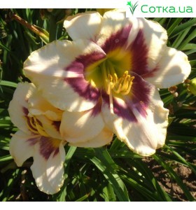 Лилейник (Hemerocallis) Raspberry Candy