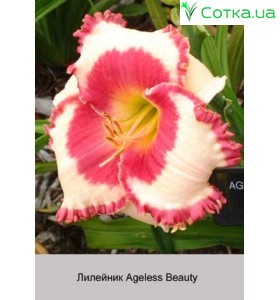 Лілейник Ageless Beauty
