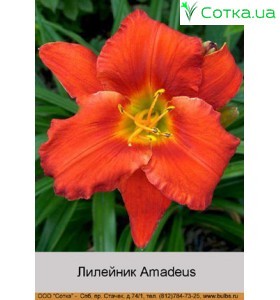 Лилейник  Amadeus
