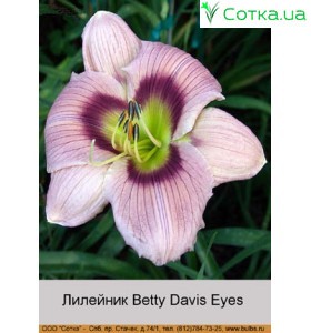 Лилейник  Betty Davis Eyes