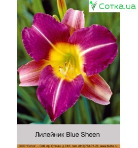 Лилейник  Blue Sheen