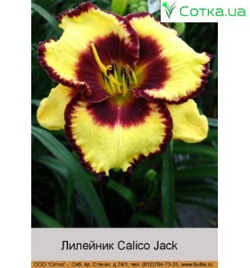 Лилейник  Calico Jack