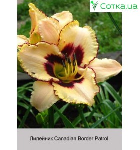 Лилейник Canadian Border Patrol