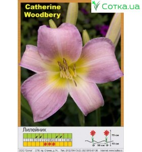 Лилейник  Catharine Woodbury