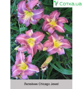 Лилейник  Chicago Jewel