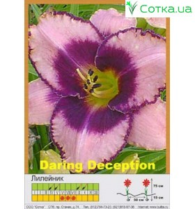 Лилейник  Daring Deception