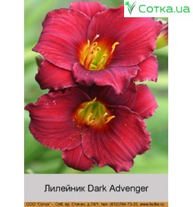 Лилейник  Dark Advenger