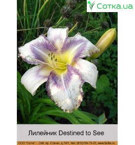 Лилейник   Destined to See