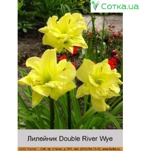 Лілейник  Double River Wye
