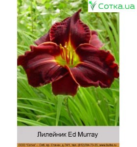 Лилейник  Ed Murray