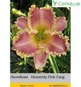 Лилейник  Heavenly Pink Fang