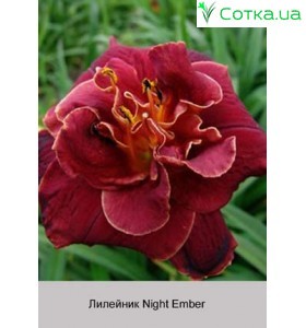 Лилейник  Night Ember
