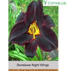 Лилейник  Night Wings