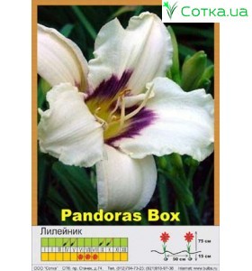 Лилейник  Pandora's Box