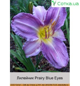 Лилейник  Prairy Blue Eyes