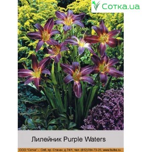Лилейник  Purple Waters