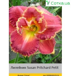 Лілейник  Susan Pritchard Petit