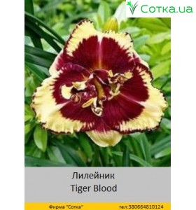 Лилейник  Tiger Blood