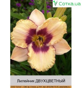 Лилейник двухцветный