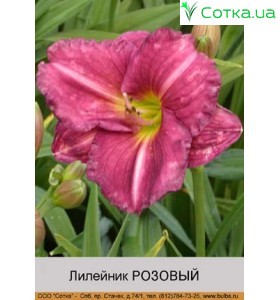 Лилейник Розовый