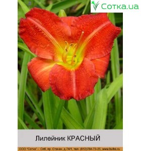 Лилейник Красный