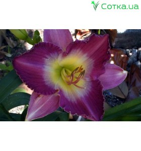 Лілейник (Hemerocallis) Nile Plum