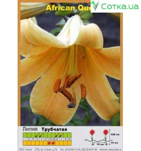 Трубчатая лилия African Queen