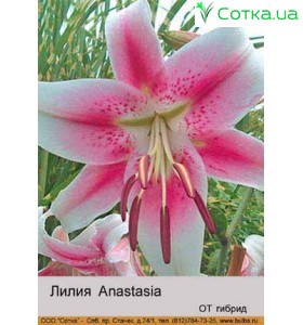ОТ гибрид Anastasia