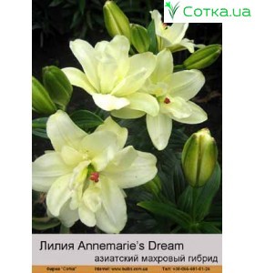 Азіатський гібрид  махровий Annemarie's Dream