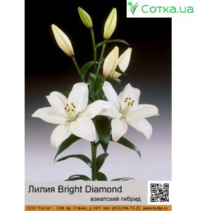 Азиатский гибрид  Bright Diamond