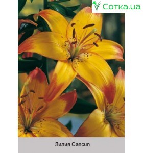 Азиатский гибрид  двухцветный Cancun