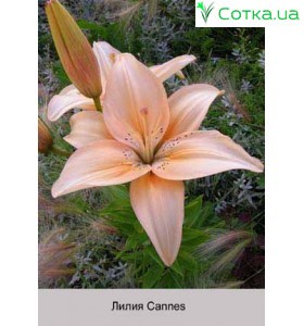 Азиатский гибрид Cannes