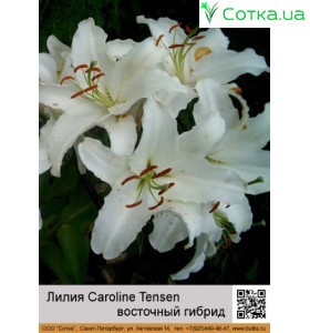 восточный гибрид Caroline Tensen